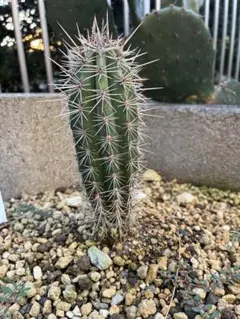 2025年最新】武倫柱の人気アイテム - メルカリ