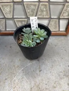 多肉植物 つぶつぶ屋 ざらめ 抜き苗 - メルカリ