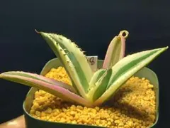 多肉植物　アガベ　チタノタ　スナグルトゥース　408のサムネイル