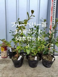 2026年最新】ブルーベリー苗 オニールの人気アイテム - メルカリ