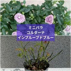 りる☆様専用ミニバラ♡インプルーブドブルー2個＆シュガー♡メルカリ