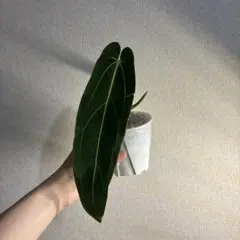 ユ*ヤ様 アンスリウム　ワロクアーナムのサムネイル