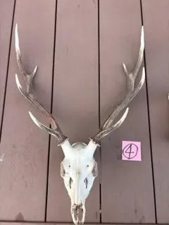 シャムワニ本物頭骨標本（約31cm）＆ サーベルタイガー樹脂模型 セット