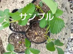 木こり☆おやじ様 リクエスト 2点 まとめ商品