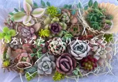 セール中♡多肉植物(カット苗) カラフルなセット♪ このままお届け♡L容器