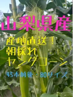 OK11 《朝採り》山梨県産 ヤングコーン ヒゲ葉つき 40本前後 80サイズ