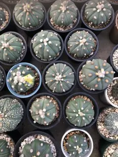 2025年最新】アストロフィツム 兜丸の人気アイテム - メルカリ