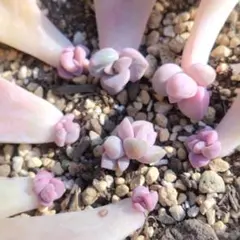 プリン様 リクエスト 2点 まとめ商品