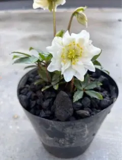 原種クリスマスローズ リグリクス もうすぐ開花株 丸弁 有香 ポットの