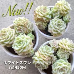 T-BEN❇️様 リクエスト 2点 まとめ商品