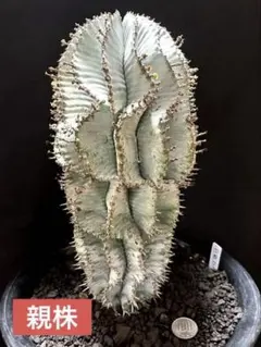 2025年最新】ユーフォルビア ホリダの人気アイテム - メルカリ