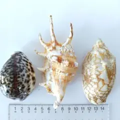 貝殻【タカラガイ、クモガイ、イモガイ他】まとめ売り 沢山の宝貝です！ タカラガイ イモガイ 貝殻 のセット