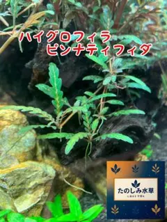 水中葉　ハイグロフィラ ピンナティフィダのサムネイル