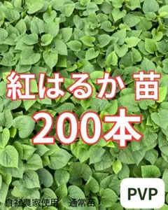 【予約受付中】紅はるか苗　200本　5月下旬から順次発送｜
