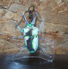 ニジイロクワガタ オーストラリア北部 アクリルキーホルダー 昆虫