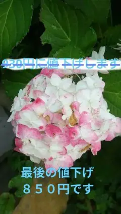 ジャイコ様 リクエスト 3点 まとめ商品