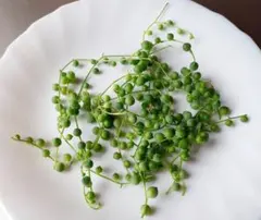 グリーンネックレス多肉植物 約10cm約15本