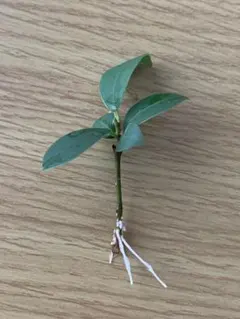ガジュマル水耕栽培　日・月曜日に発送のサムネイル