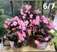 銅葉紅花ウツギ　庭木　花終わり　大きい株 専用の銅葉紅花ウツギ 庭木 花終わり 大きい株 - メルカリ
