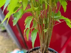 カエデ　複数植え　ミニ盆栽　素材にものサムネイル
