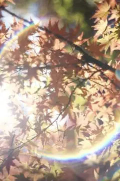 2025年最新】super takumar 55mm f1.8 前期の人気アイテム - メルカリ