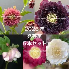 クリスマスローズ 広瀬園芸 クレオパトラ×クレオパトラ 種 mix 10粒