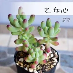 Kemie【多肉植物4点】セダム ポットごと or 抜き苗 6㎝ポット 多肉植物【丸葉万年草】セダム ポットごと or 抜き苗 6㎝ポット - メルカリ