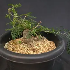 オペルクリカリアパキプス 根挿し プレステラ90 (鉢植え発送) - メルカリ