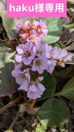 家庭菜園✶haku様専用ページ