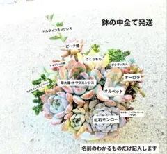 多肉植物 抜き苗 寄せ植えセット①