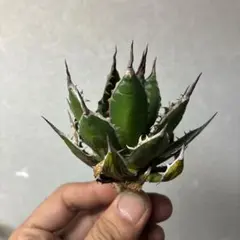 2025年最新】アガベ ホリダ 陽炎の人気アイテム - メルカリ