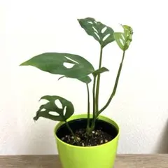 超希少❗️モンステラ　オブリクア　ヤスニ✨ 超希少❗️モンステラ オブリクア ヤスニ✨ - メルカリ