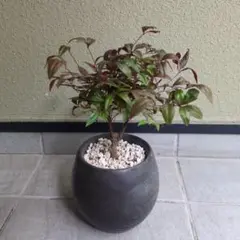 monotone様 リクエスト 2点 まとめ商品