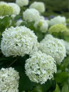 ももたろう様専用