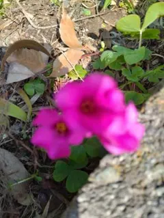 ハムハム様 リクエスト 3点 まとめ商品