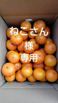 津之輝10㎏(家庭用)ねこさん様専用