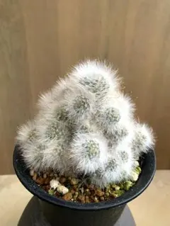 2025年最新】サボテン薫晃殿の人気アイテム - メルカリ