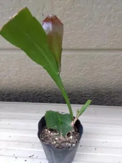 猫ラブ様 リクエスト 2点 まとめ商品