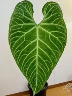 Anthurium Regale レガレ大株 9号鉢 注意事項あり Anthurium Regale レガレ 特大株 9号鉢 注意事項あり - メルカリ