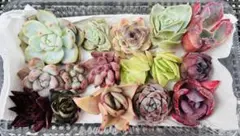 多肉植物　エケベリア　韓国苗　カット苗　寄せ植えセット　15苗セット　現品