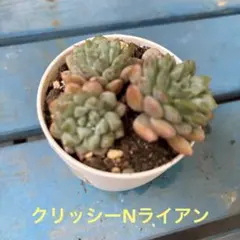 クリッシーエヌライアン 抜き苗 多肉植物 クリッシーNライアン - メルカリ