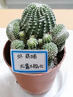 2026年最新】綴化サボテンの人気アイテム - メルカリ