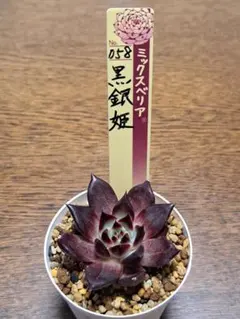 華切子 ウエディングベル札付きポットごとメルカリ便おらいさん苗