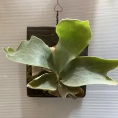 Platycerium E-1のサムネイル