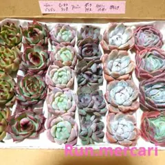 2025年最新】タイニーバーガー 多肉の人気アイテム - メルカリ