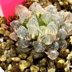 チ*ー様 実生オブツーサ錦　超美株　ハオルチア　観葉植物　31
