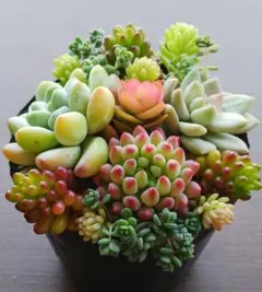 はっぱ様専用です♡