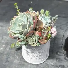そのまま飾れる多肉植物の寄せ植えセット - メルカリ