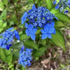 2026年最新】ヤマアジサイ 苗の人気アイテム - メルカリ