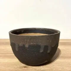 SRL 伝一 鉢 塊根植物 sサイズ - メルカリ
